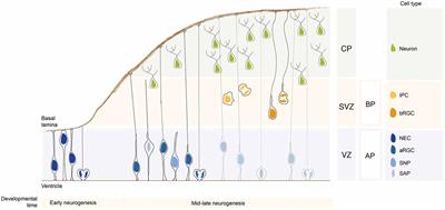 Neural Progenitor Cell Polarity and Cortical Development